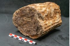Foto (Seitenansicht) von Sigillaria sp.  (NHMW-GEO-2024-0188-11103)